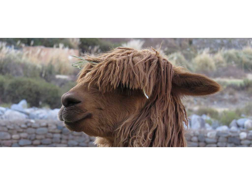 Suri_Alpaca:スリアルパカ